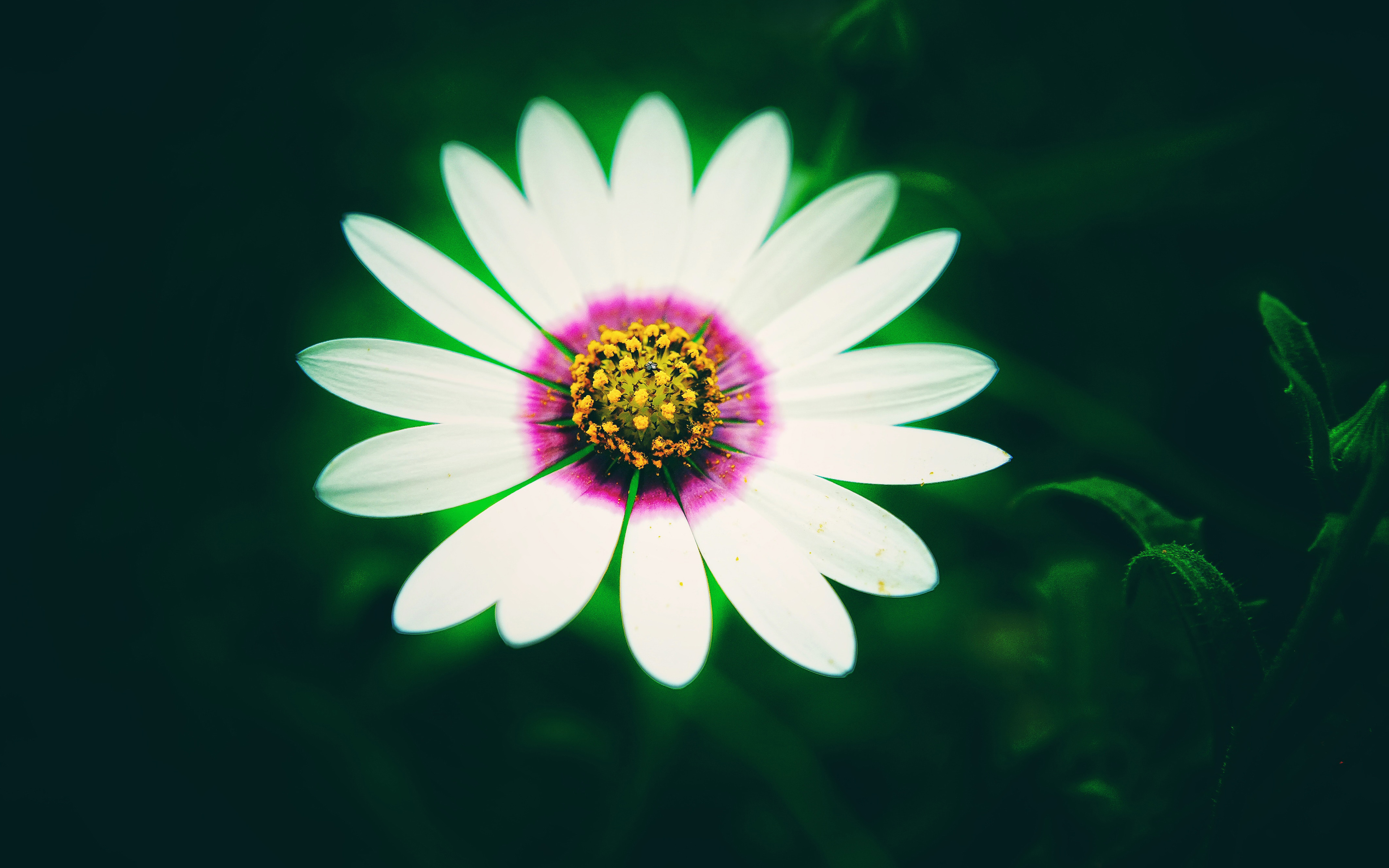 White Daisy Flower 4K727563307